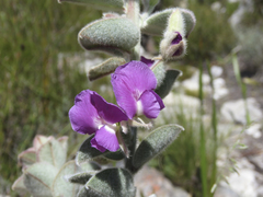 Podalyria hirsuta