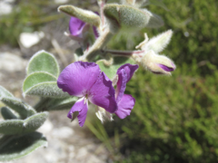 Podalyria hirsuta