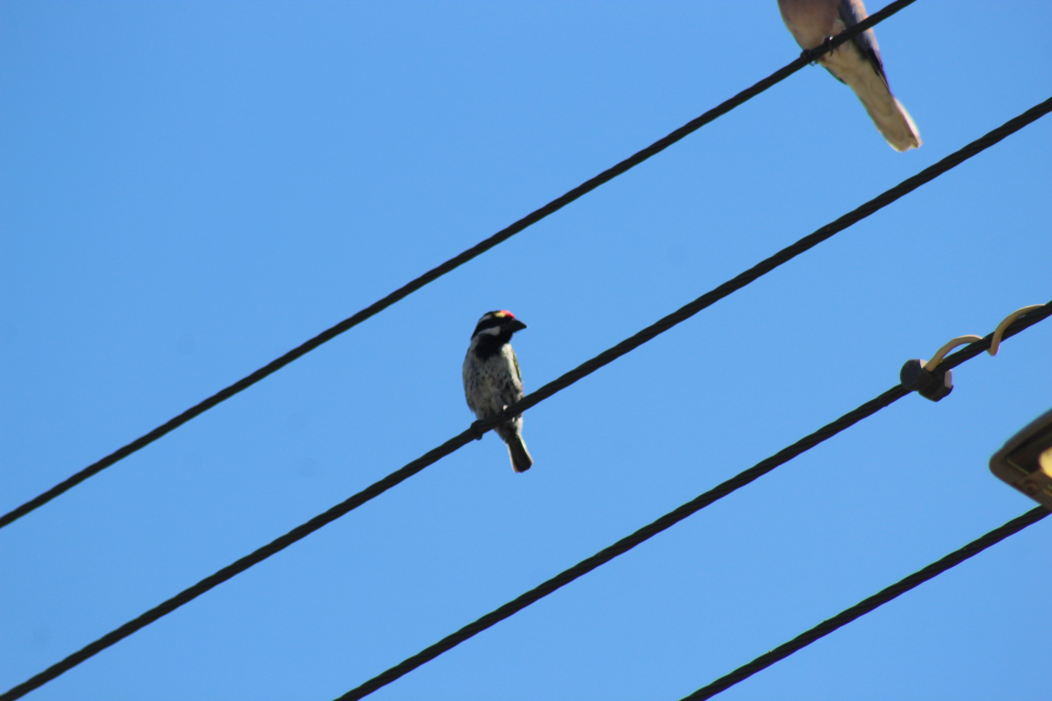 Acacia Pied Barbet (Tricholaema leucomelas), photo 2