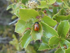 Cryptocephalus bipunctatus