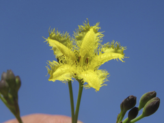 Villarsia capensis