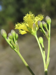 Villarsia capensis