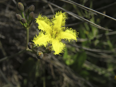Villarsia capensis