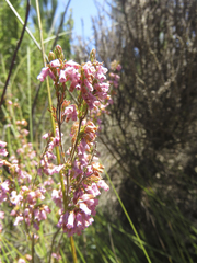 Erica intervallaris intervallaris