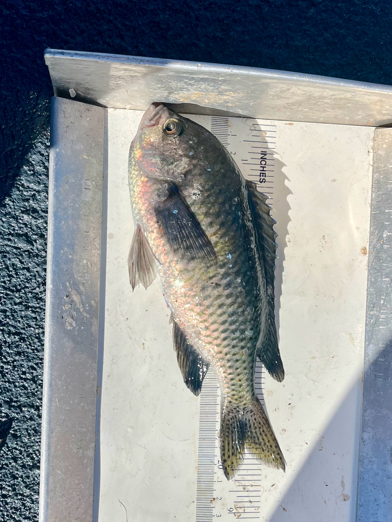 Blacksmith (Chromis punctipinnis) — Pomacentridae