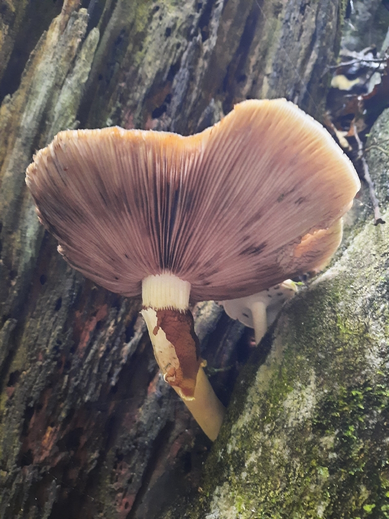 Cyclocybe parasitica · January 2026 · photo: © maxxrandomnumbers (iNaturalist, cc0)