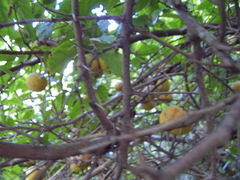 Oncoba spinosa