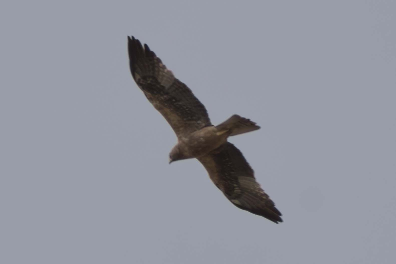 Booted Eagle (Hieraaetus pennatus), photo 4