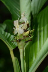 Goeppertia atropurpurea