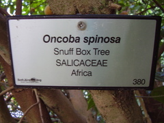 Oncoba spinosa
