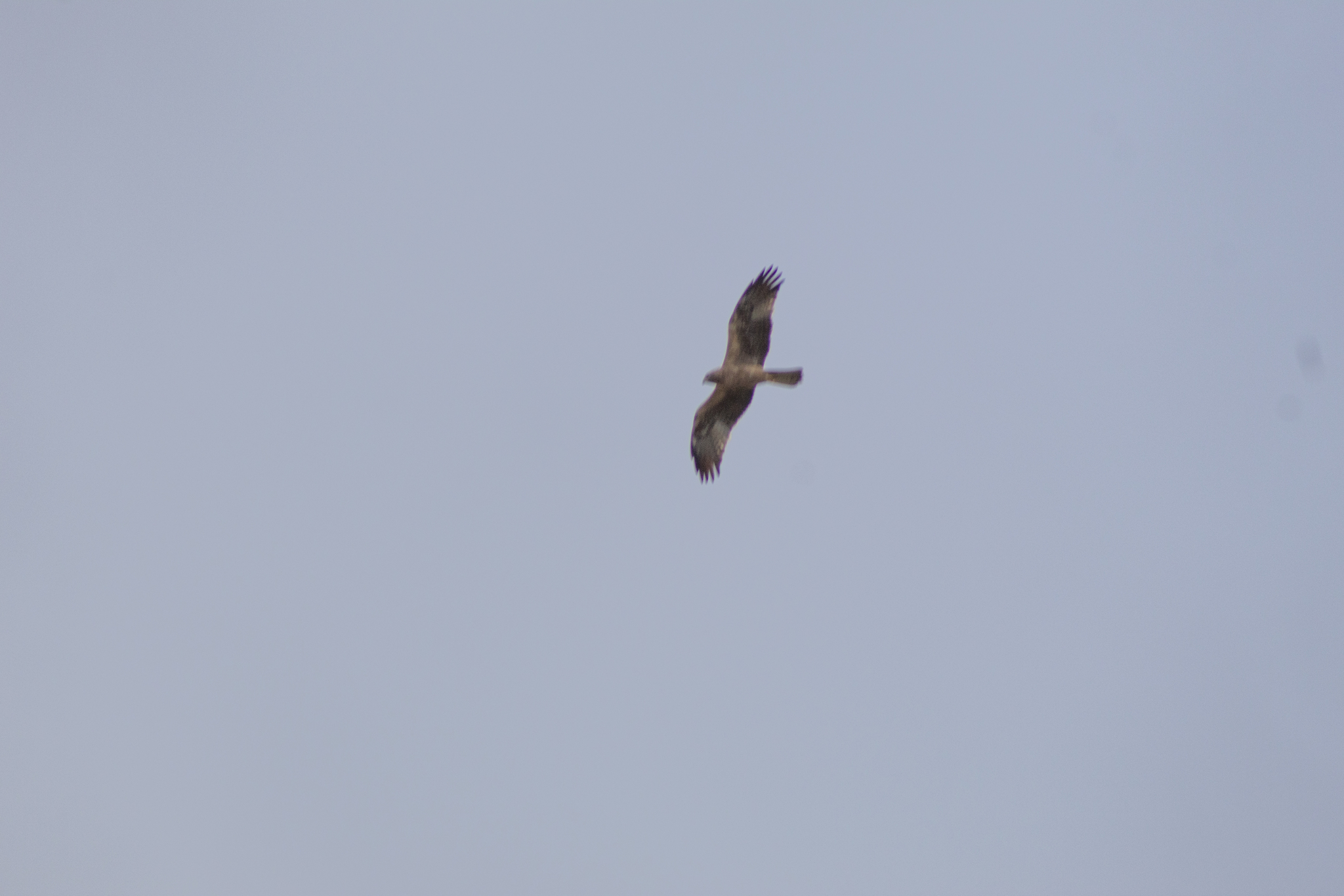 Booted Eagle (Hieraaetus pennatus), photo 5