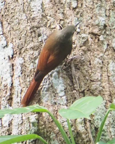 Olivaceous Woodcreeper (Sittasomus griseicapillus), photo 5