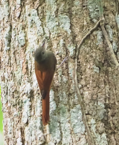Olivaceous Woodcreeper (Sittasomus griseicapillus), photo 4