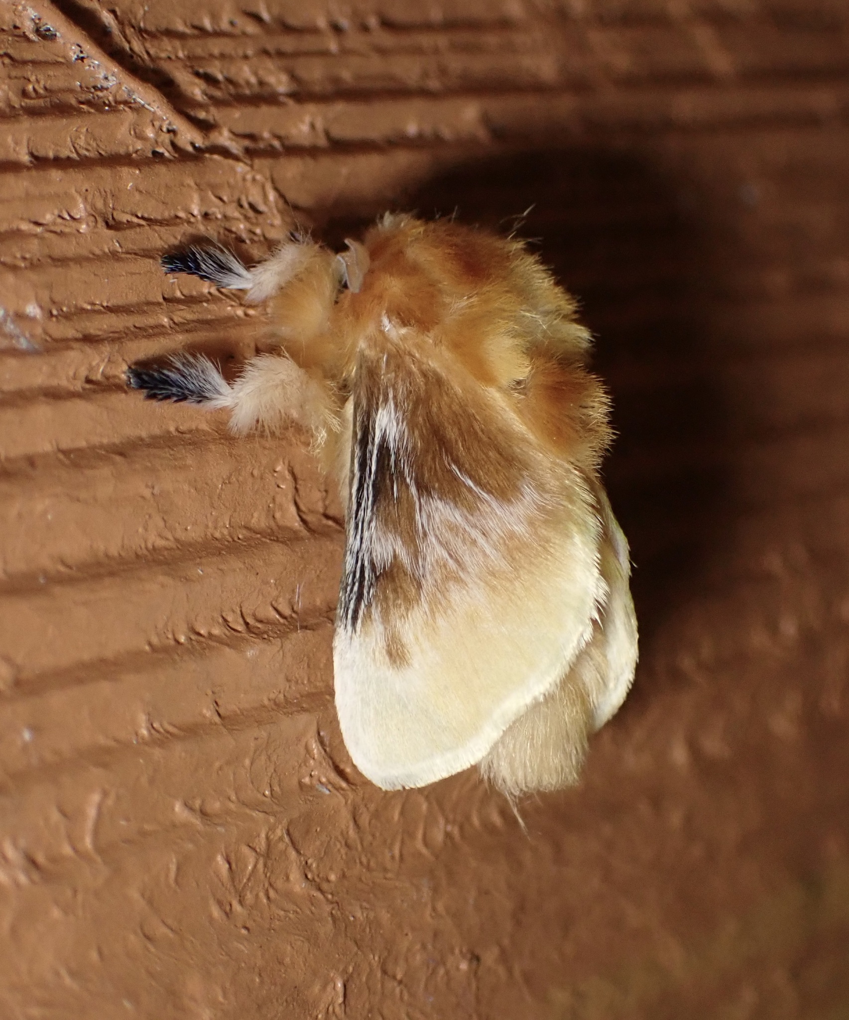 Southern Flannel Moth in Austin, TX - Slide 5