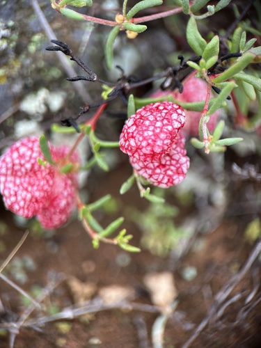 Baja Balloon Pod (Harfordia macroptera)