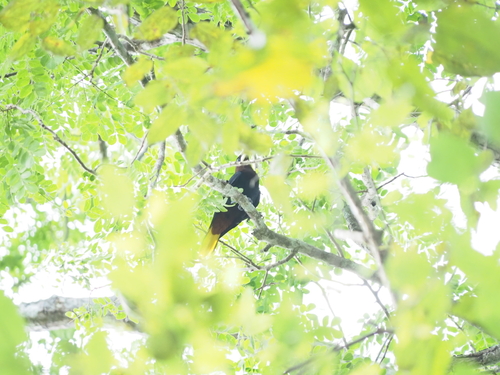 Chestnut-headed Oropendola (Psarocolius wagleri)