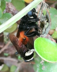 Mallophora ruficauda