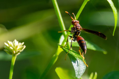 Polistes bahamensis