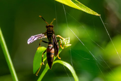 Polistes bahamensis