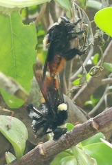 Mallophora ruficauda