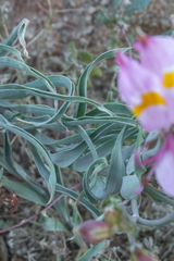 Alstroemeria leporina, photograph (c) Daniel Nuñez Michea, some rights reserved (CC BY)
