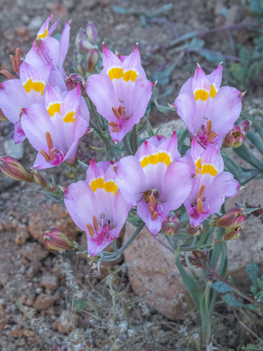 Alstroemeria leporina, photograph 2