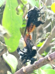 Mallophora ruficauda