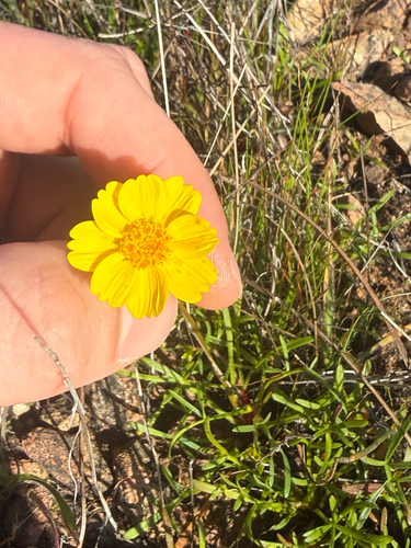 California Coreopsis (Leptosyne californica)