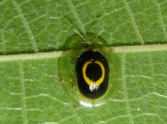 Plagiometriona phoebe