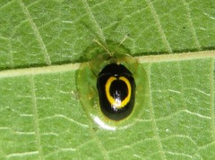 Plagiometriona phoebe