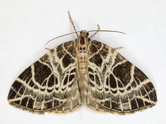 Eustroma reticulata