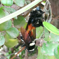 Mallophora ruficauda