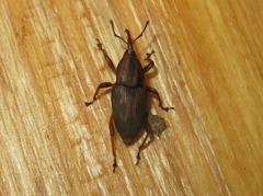 Metamasius hemipterus