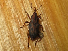 Metamasius hemipterus