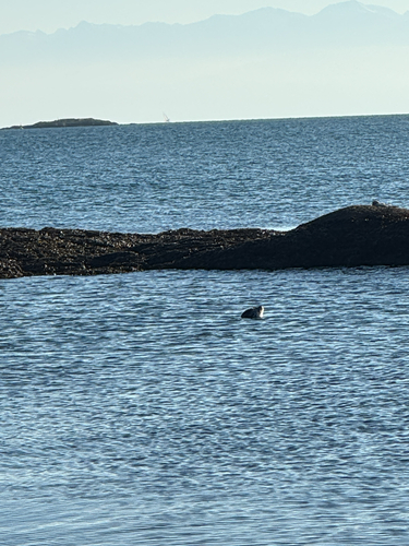 Harbor seal