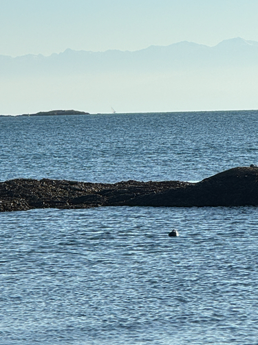 Harbor seal