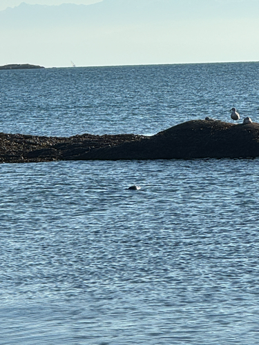 Harbor seal