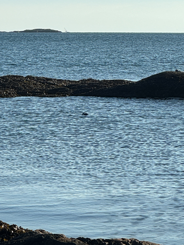 Harbor seal
