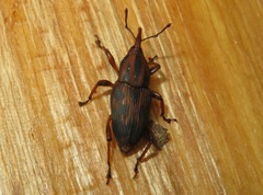 Metamasius hemipterus