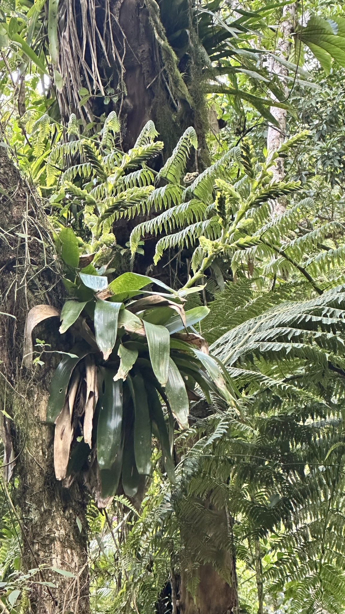 Vriesea pabstii