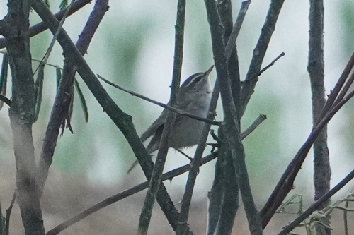 Dusky Warbler (Phylloscopus fuscatus), photo 1