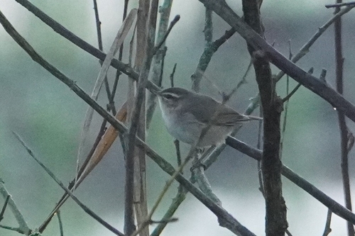 Dusky Warbler (Phylloscopus fuscatus), photo 2
