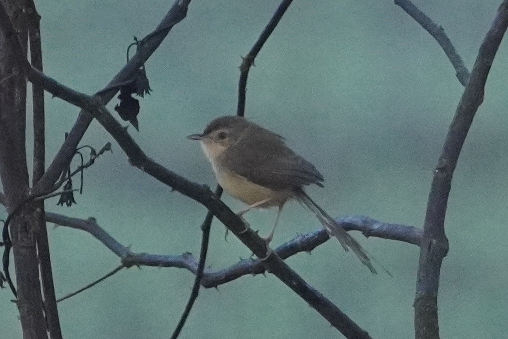 Plain Prinia (Prinia inornata), photo 8