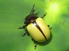 Leptinotarsa fulvipennis