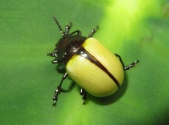 Leptinotarsa fulvipennis