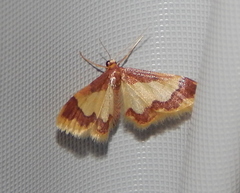 Idaea basinta