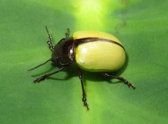 Leptinotarsa fulvipennis