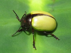 Leptinotarsa fulvipennis