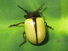 Leptinotarsa fulvipennis