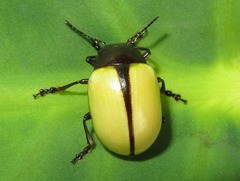Leptinotarsa fulvipennis